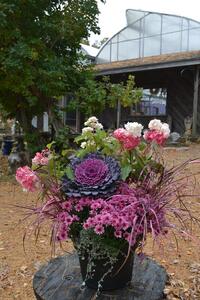 Wed Sep 30 Hydrangea 260930101